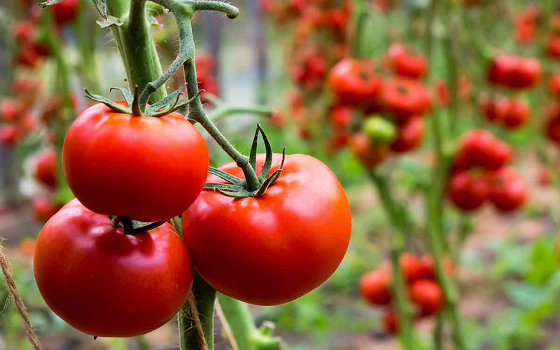 بهترین کود برای افزایش باردهی گوجه فرنگی