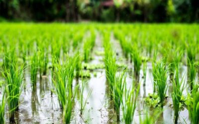 کود افزایش باردهی برنج