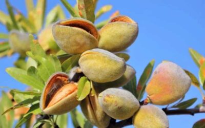 بهترین کود برای درخت بادام