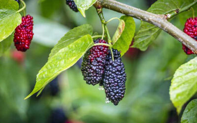 بهترین کود برای درخت توت