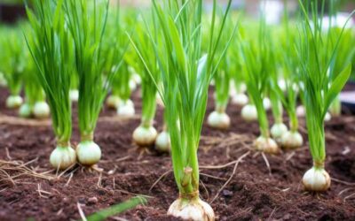 Garlic Planting