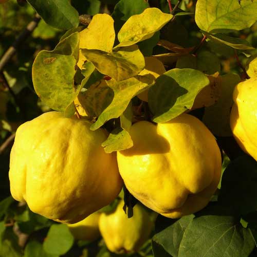 Fertilizing trees Quince Fertilizing trees Quince