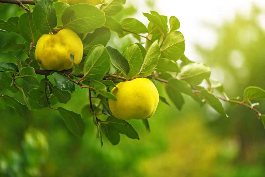 Fertilizing trees Quince