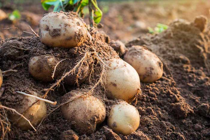 ms-potatoes-garden-7d9d72459e574286b878eaae052e43ad