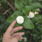نگهداری از یاس هلندی و بهترین برنامه کودهی آن
