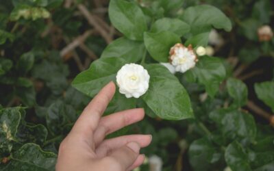 نگهداری از یاس هلندی و بهترین برنامه کودهی آن