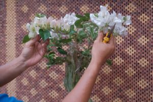 علت لوله‌ای شدن برگ یاس هلندی