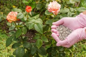 بهترین کود برای گل رز
